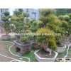 Syzygium buxifolium Hook. et Arn for ornamental outdoor landscaping beautiful bonsai plants