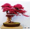 The plants Loropetalum chinense bonsai