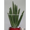 Snake Plant Sansevieria stuckyi