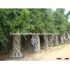 Tall and Big size basket shape Braid ficus microcarpa