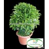 evergreen foliage Fagraea ceilanicaof outdoor indoor landscaping decorative ornamental plants