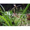 Chinese orchid Cymbidium macrorhizon bonsai