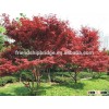 red maple