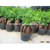 500 gram Ginseng Ficus Microcarpa