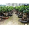 6000 gram Ginseng Ficus Microcarpa