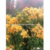 golden Bougainvillea spectabilis Willd of decorative ornamental outdoor indoor bonsai plants