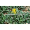 Faucaria tigrina of succulent plants