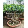 3000 gram Ginseng Ficus Microcarpa
