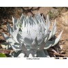 DUDLEYA brittonii of succulent plants