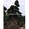 Big size Braid ficus microcarpa nursery