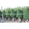 Cone shape ficus microcarpa