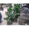 Spiral shape Ficus Microcarpa
