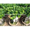 2000 gram Ginseng Ficus Microcarpa