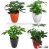 evergreen foliage outdoor landscaping decorative ornamental plants Schefflera octophylla (Lour.) Har