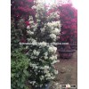 white florwer Bougainvillea spectabilis Willd