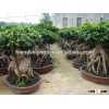 4000 gram Ginseng Ficus Microcarpa