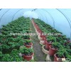 watefall cascade shape ficus microcarpa