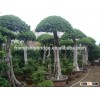 Umbrella shape ficus microcarpa