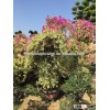 multicolor leaves blooming Bougainvillea spectabilis Willd of decorative ornamental outdoor indoor b