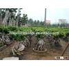 5000 gram Ginseng Ficus Microcarpa