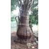 tea pot shape ficus microcarpa