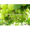 Ribes reclinatum fruit trees