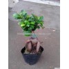 150 gram Ginseng Ficus Microcarpa