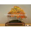 red maple bonsai
