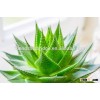 Aloe vera succulent plants