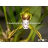 Chinese orchid Cymbidium tigrinum bonsai