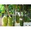 jackfruit trees