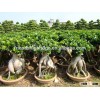 2500 gram Ginseng Ficus Microcarpa