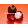 Mangosteen fruit seedling