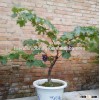 grape fruit bonsai