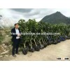 nursery of pomelo seedling trees