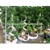 for ornamental landscape usage S shape bonsai plants of Banyan ficus microcarpa