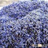 best quality pure dried lavender buds