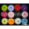 4" daisy real flowers