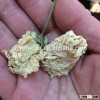 fu rong hua dried flowers importers hibiscus flowers