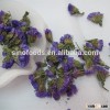 high quality dried flower tea Myosotis sylvatica tea