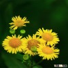ye ju hua yellow dry flower yellow chrysanthemum flower
