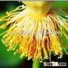 Lian xu lotus stamen natural cancer remedies