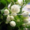 mo li hua dry flowers jasmine flower importes in