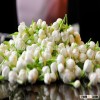 molihua dry flower jasmine flower