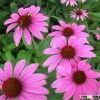 100% purity echinacea factory supplier echinacea
