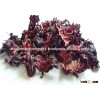 HIBISCUS FLOWER