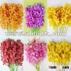 Thailand High Quality Different Variety Fresh Cut Orchid Flowers