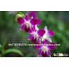 Dendrobium Sonia Earsakul, orchid plants