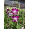 Best Quality Thailand Natural Fresh Dendrobium Orchid Plants