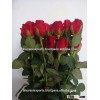 Tajmahal Indian Roses/Fresh Cut Roses/Fresh Flowers!